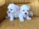 Bembeyaz Harika Maltese Terrier Yavrularımız