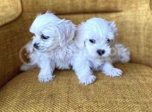 Bembeyaz Harika Maltese Terrier Yavrularımız görsel