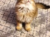 Karsılıklı Sahiplendirme