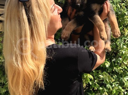 Muhteşem Düşük Bel Alman Çoban Köpeği Yavrularımız görsel
