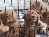 A Scr Toy Poodle Bebekleri̇mi̇z
