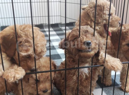 A Scr Toy Poodle Bebekleri̇mi̇z görsel