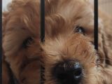 A Scr Toy Poodle Bebekleri̇mi̇z