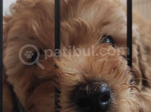 A Scr Toy Poodle Bebekleri̇mi̇z görsel