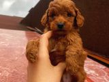 Red Brown Toy Poodle Yavrular