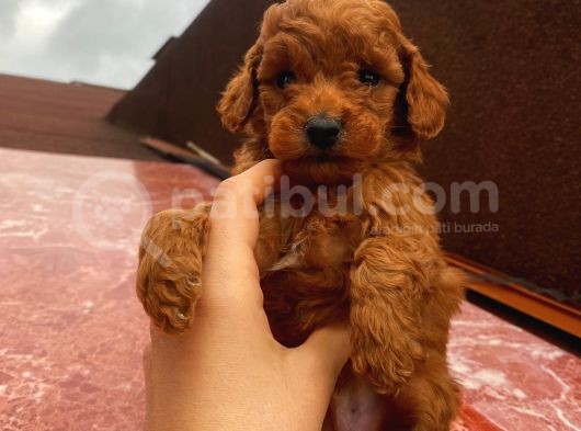 Red Brown Toy Poodle Yavrular görsel