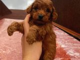 RED BROWN TOY POODLE YAVRULAR