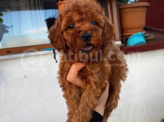 Sevi̇mli̇ Red Brown Yavrular görsel