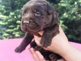 -Rezerve- Labrador Retri̇ever