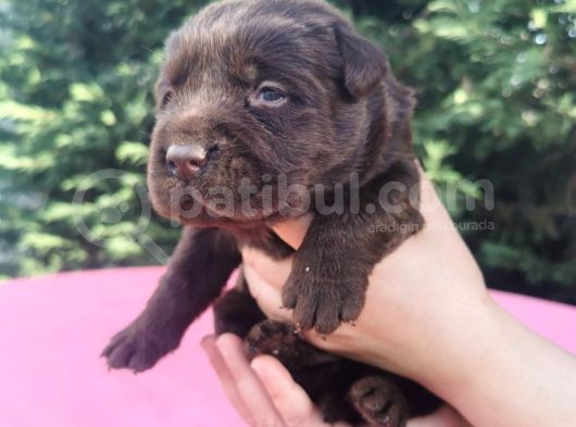 -Rezerve- Labrador Retri̇ever görsel