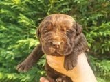 -Rezerve- Labrador Retri̇ever