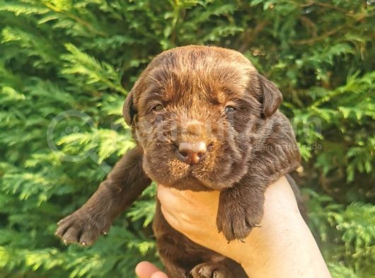 -Rezerve- Labrador Retri̇ever görsel