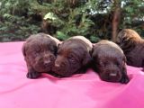 -Rezerve- Labrador Retri̇ever