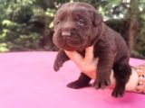 -Rezerve- Labrador Retri̇ever
