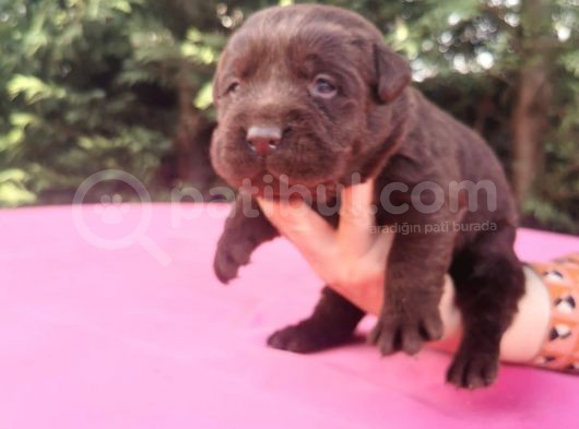 -Rezerve- Labrador Retri̇ever görsel