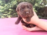 -Rezerve- Labrador Retri̇ever