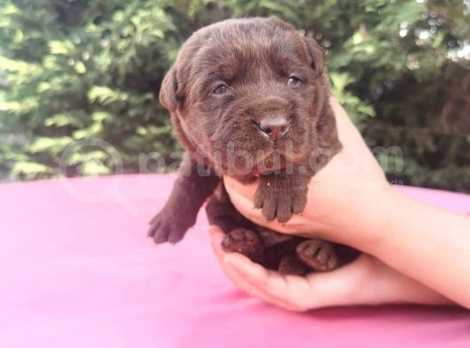-Rezerve- Labrador Retri̇ever görsel