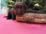 -REZERVE- LABRADOR RETRİEVER