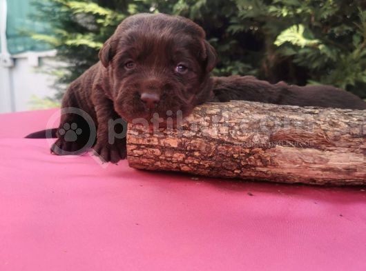 -Rezerve- Labrador Retri̇ever