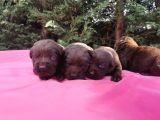 -Rezerve- Labrador Retri̇ever