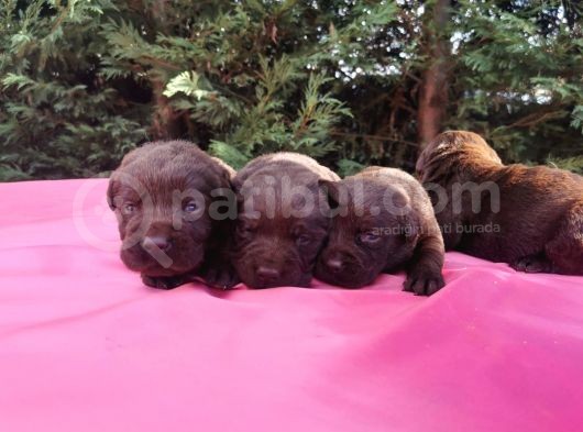 -Rezerve- Labrador Retri̇ever görsel