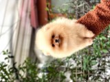 Dişi Ve Erkek Pomeranian Boo Yavrularımız.