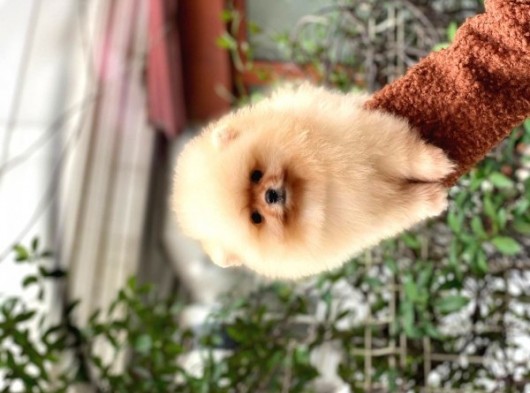 Dişi Ve Erkek Pomeranian Boo Yavrularımız. görsel