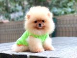 Dişi Ve Erkek Pomeranian Boo Yavrularımız.