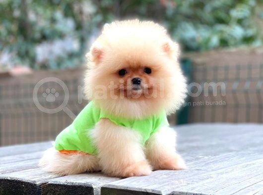 Dişi Ve Erkek Pomeranian Boo Yavrularımız. görsel