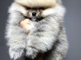 BÖYLESİ YOK MÜTHİŞ ERKEK POMERANİAN YAVRUMUZ