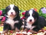 Bernese Mountain Dog Yavruları
