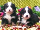Bernese Mountain Dog Yavruları