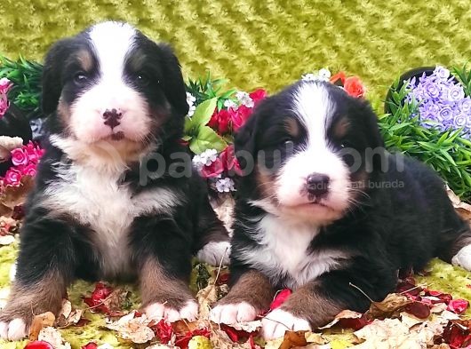 Bernese Mountain Dog Yavruları görsel