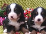 Bernese mountain dog yavruları