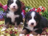 Bernese Mountain Dog Yavruları