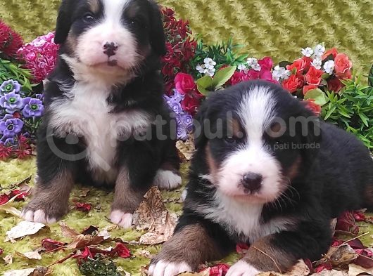Bernese Mountain Dog Yavruları görsel