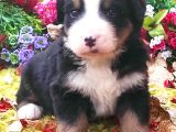 Bernese Mountain Dog Yavruları