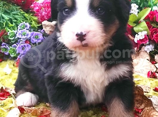 Bernese Mountain Dog Yavruları görsel