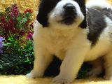 St Bernard Yavrular