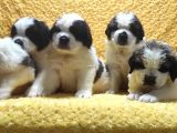 St Bernard Yavrular