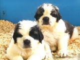 St Bernard Yavrular