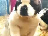 St Bernard Yavrular