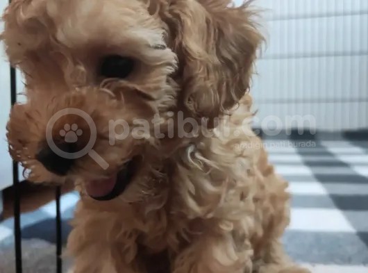 A Scr Toy Poodle Bebekleri̇mi̇z