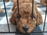 A Scr Toy Poodle Bebekleri̇mi̇z