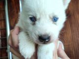 Beyaz Husky Si̇bi̇rya Kurdu Bebekler