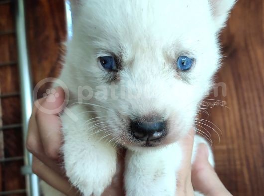 Beyaz Husky Si̇bi̇rya Kurdu Bebekler görsel