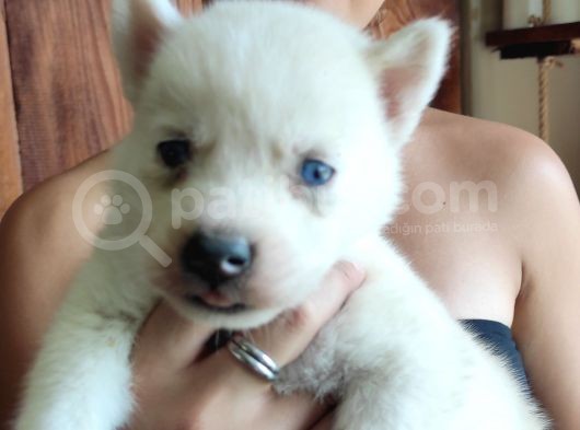 Beyaz Husky Si̇bi̇rya Kurdu Bebekler