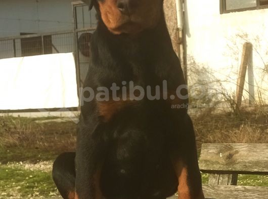 İstanbul'Da Dişi 3Aylk Rotwei̇ler görsel