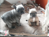 EGZOTİC BLUE  ve PLATINIUM BEBEKLER