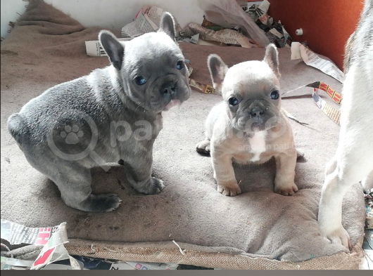 Egzoti̇c Blue  Ve Platinium Bebekler